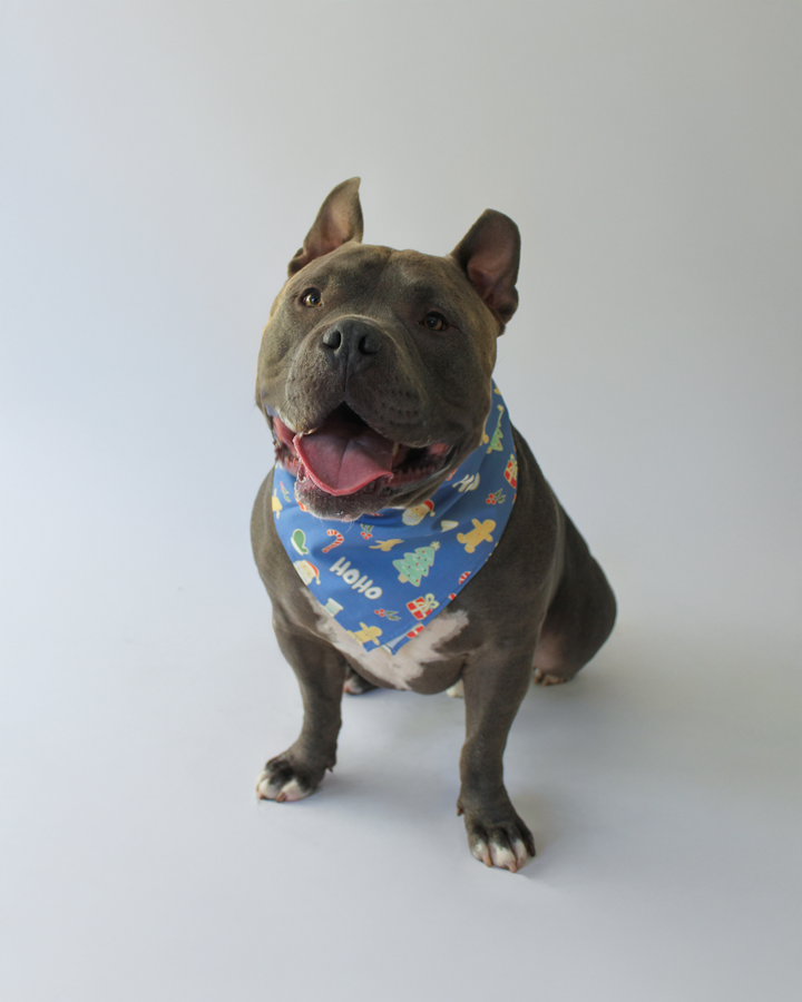 JOLLY BLUE PET BANDANNA