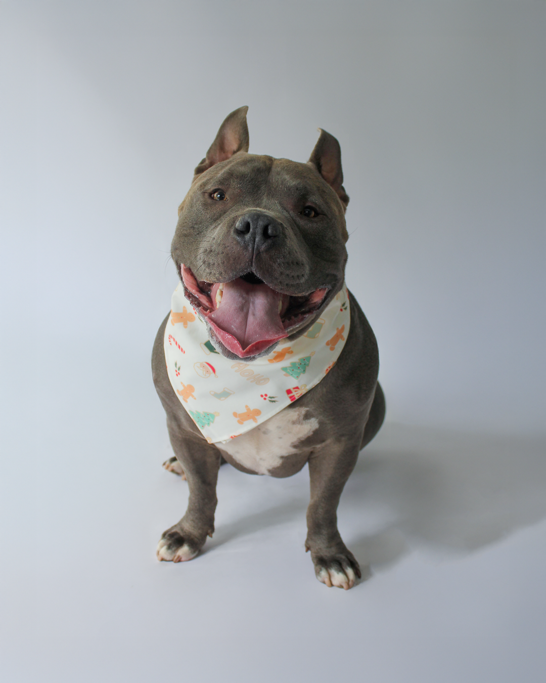 FROSTY WHITE PET BANDANNA